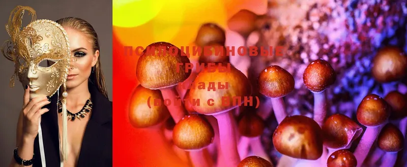 где купить наркоту  Любим  Галлюциногенные грибы Psilocybe 